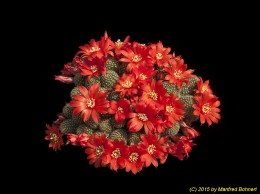 Rebutia fabrisii WR688 1805